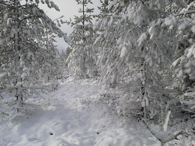 Snö i skogen
