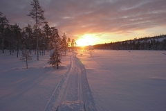 Hundmotions spårsdragning