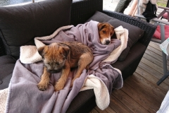 Soffmys